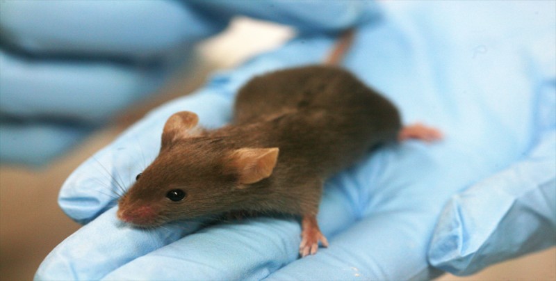 Prueban en ratones vacuna contra múltiples cánceres a partir de células madre