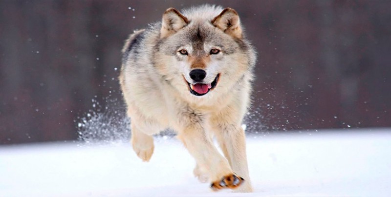 Francia autoriza matar hasta 40 lobos para limitar los daños de sus ataques