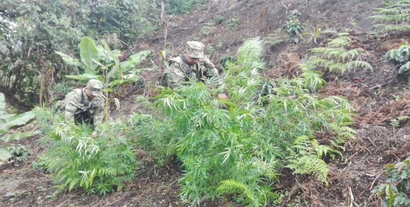 Destruyen 178 hectáreas de cultivos de marihuana tras operativo en Paraguay