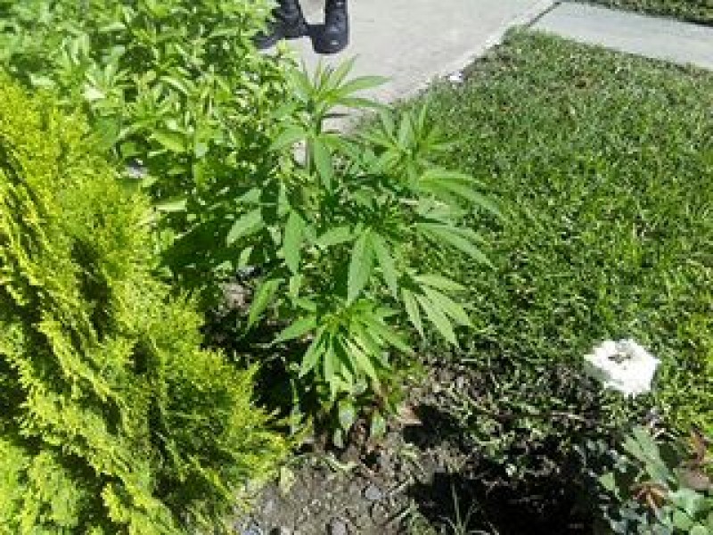 Encuentran y aseguran plantas de mariguana en Santa Fé