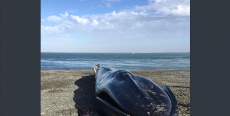 ¡No creerás lo que le hicieron a esta ballena azul muerta!