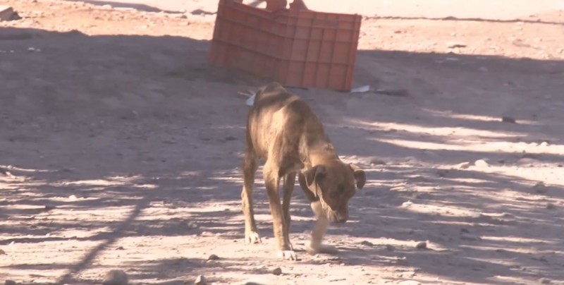 Exhortan a esterilizar a las mascotas