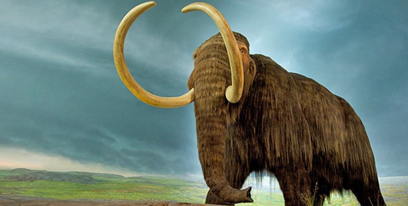 ¿Por qué los mamut eran gigantes? ¡Por esta increíble razón!
