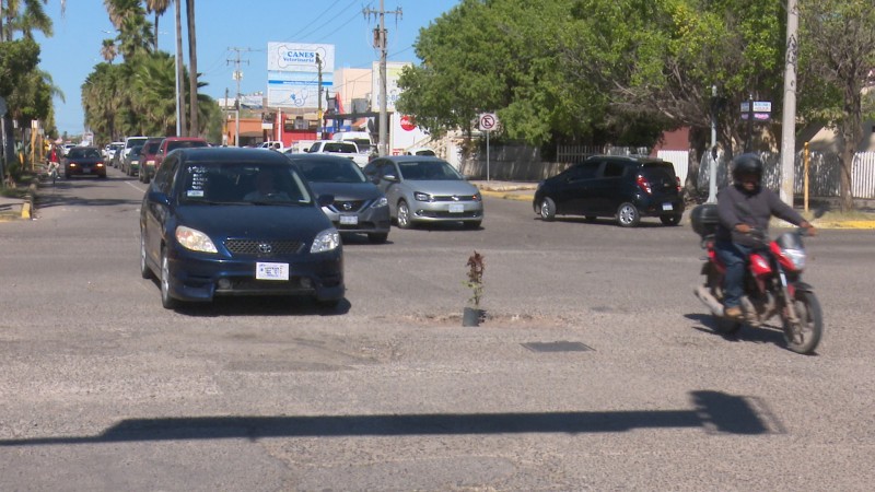 Ciudadanos plantan árbol en mega bache