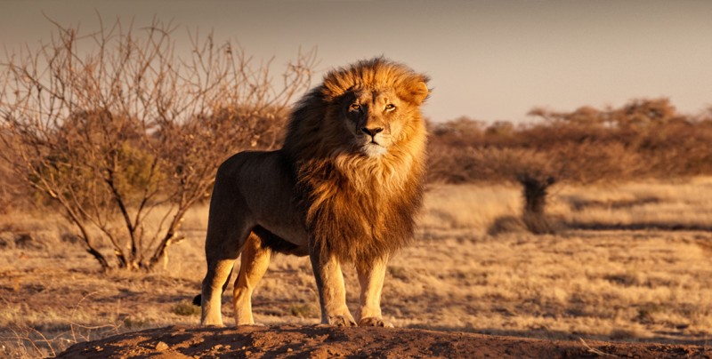 Unos 200 leones mueren cada año en Tanzania a manos de pastores |  Internacional | Noticias | TVP 