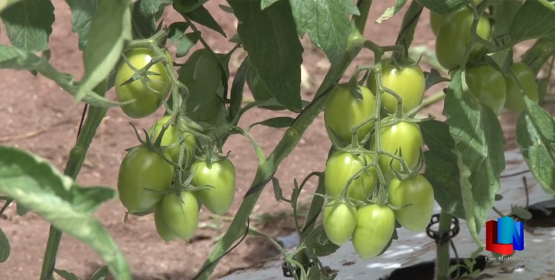 Sobreproducción de tomate afecta a agricultores