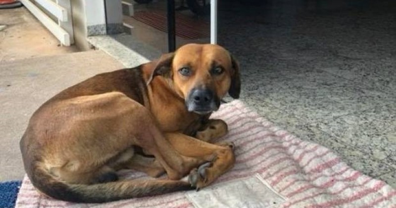 Perro lleva 4 meses esperando afuera de un hospital a su amo fallecido