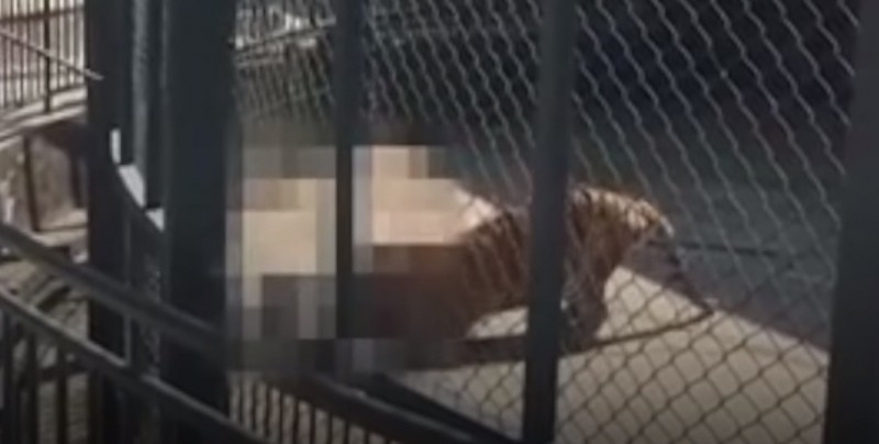 #Video Tigre mata a su cuidador en China