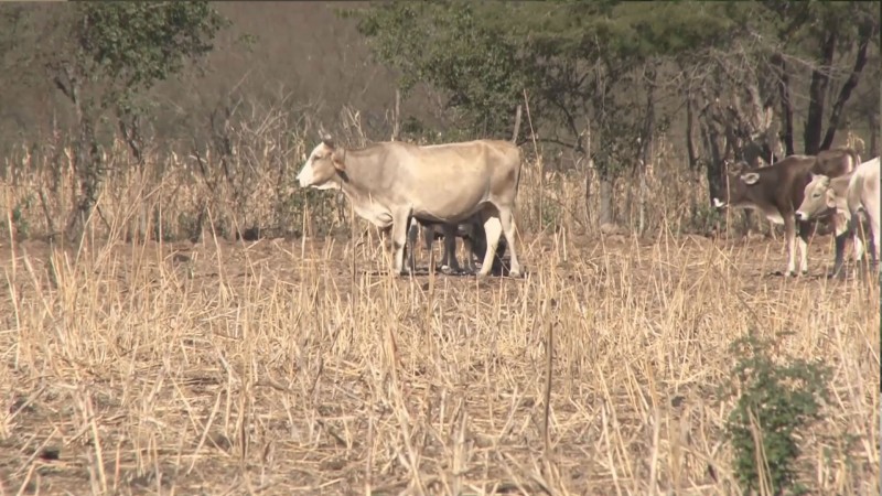 Destinan 2 mdp para contrarrestar efectos de la sequía en el ganado