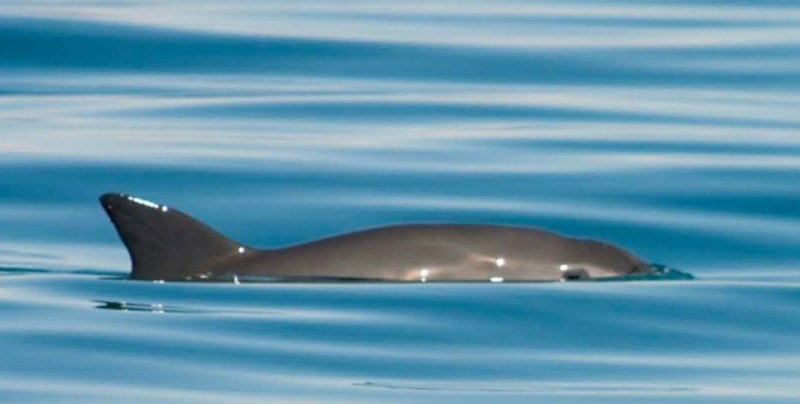 Pescadores afrontan veda para proteger a Vaquita Marina