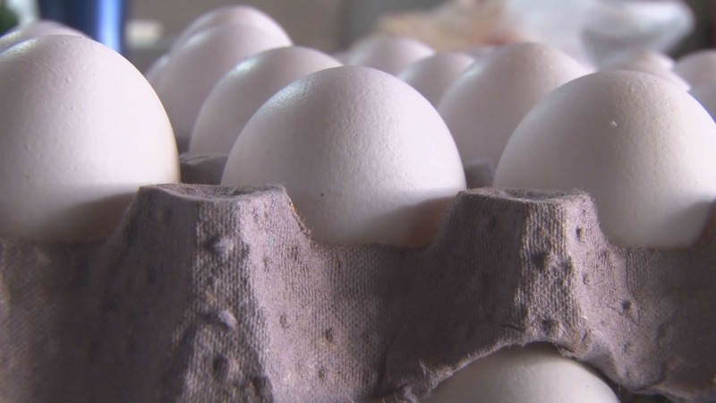Analizan costos de producción del huevo