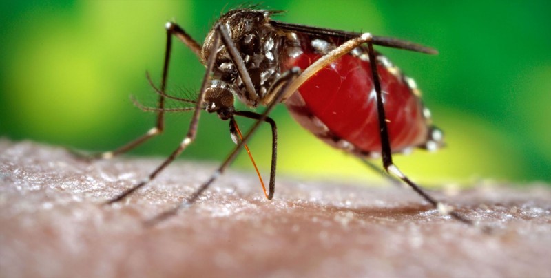 Sube a 9 la cifra de muertes por dengue en Paraguay