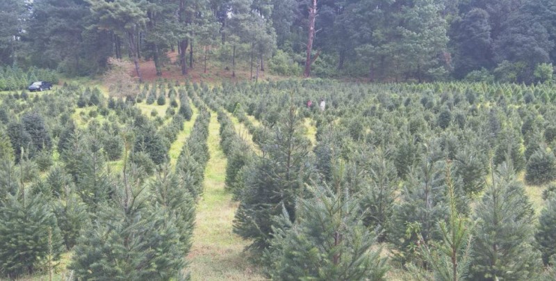 Sembrarán pinos navideños en Surutato