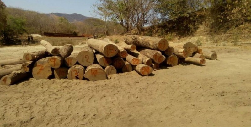Al menos 70% de madera que se consume en México es ilegal