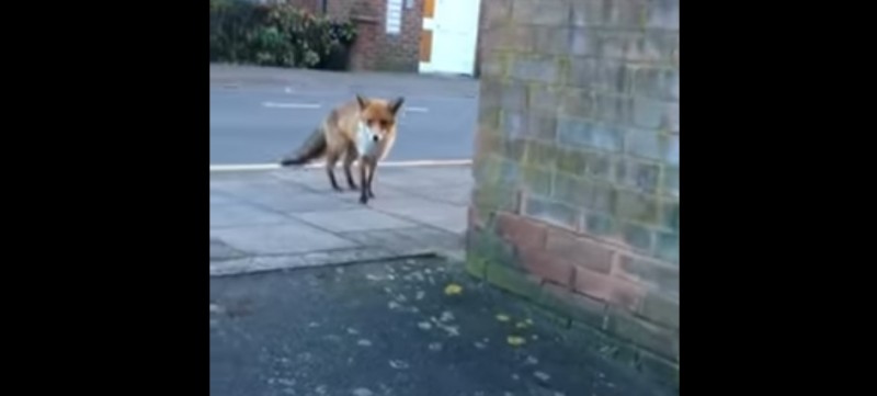 #Video ¡No podrás creer lo que este zorro le quitó a la persona que lo grababa!