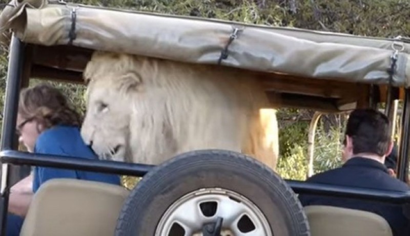 León blanco salta a camioneta y asusta a turistas