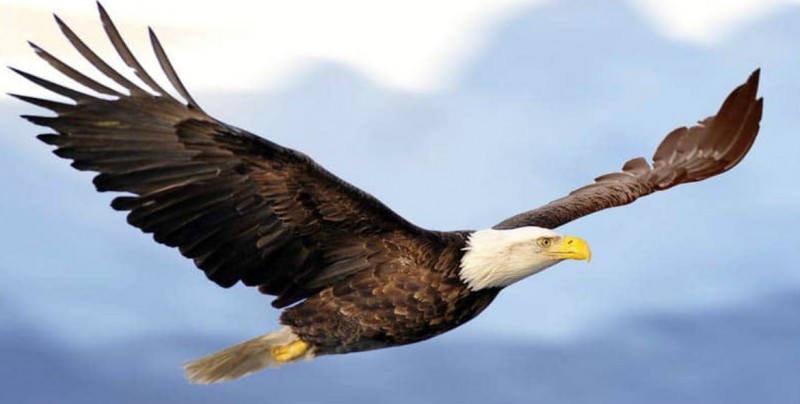 Reaparece después de 18 años el águila calva en Sonora