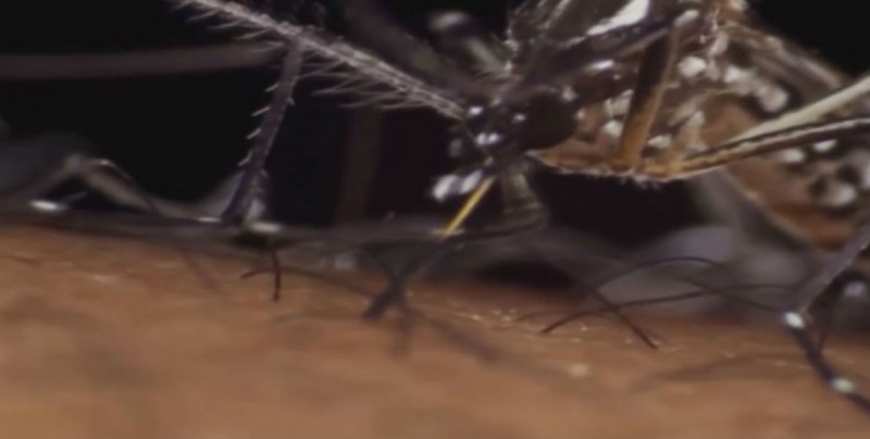 Casos de dengue a la baja en Sinaloa