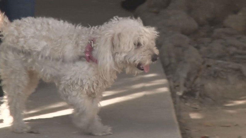 Continuará campaña de esterilización de perros y gatos