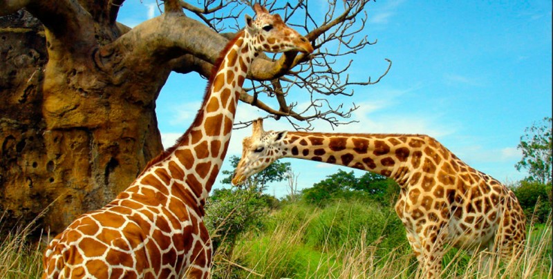 Las jirafas están en peligro de extinción