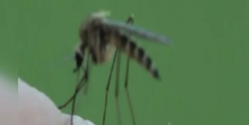 El  aedes albopictus puede causar dengue