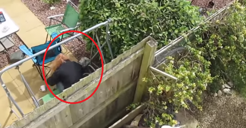 #Video Mujer es condenada por maltratar a cachorro que derramó un café