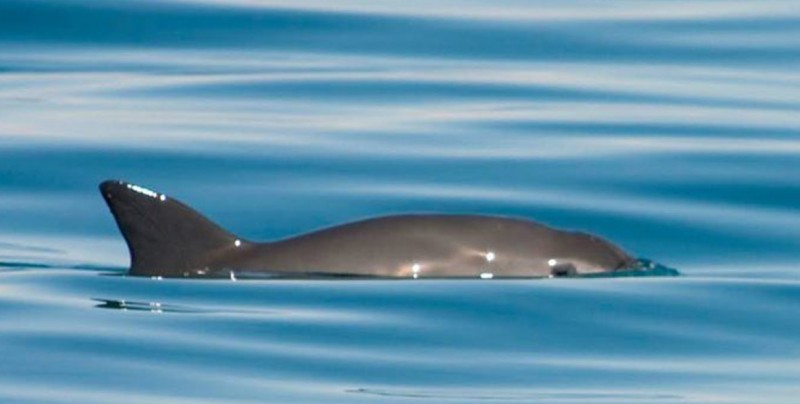México amplía el área de protección para la vaquita marina