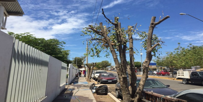 Podan árboles frente a DIF CNOP; causa molestia en vecinos