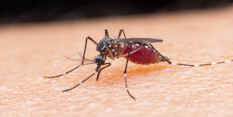 La OMS trabaja con Venezuela contra la malaria "como con otros países"