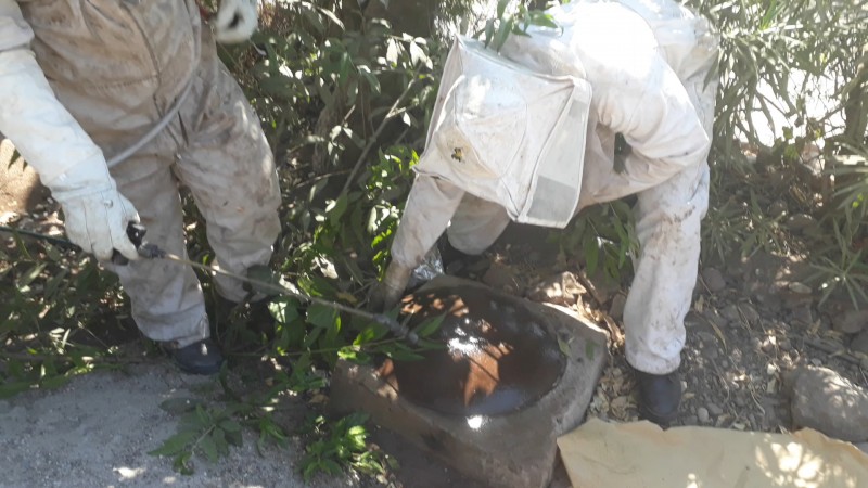 Persisten llamadas de emergencia por abejas