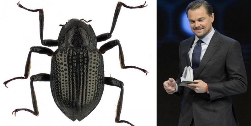 Nombran escarabajo en honor a Leonardo Di Caprio