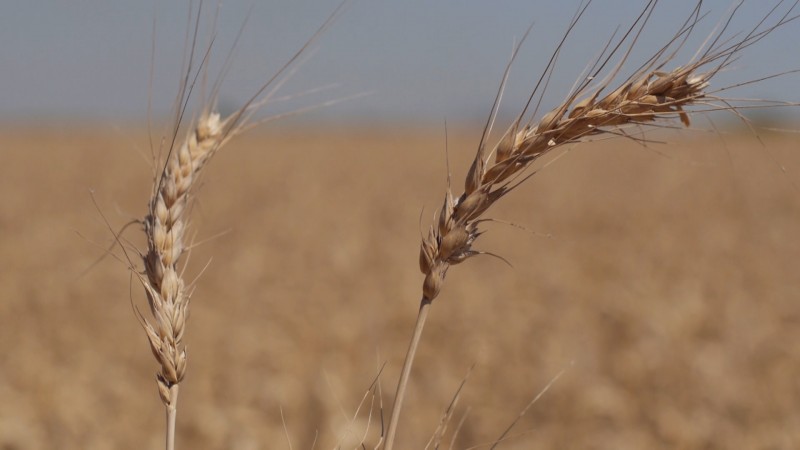 Avanza cosechas de trigo