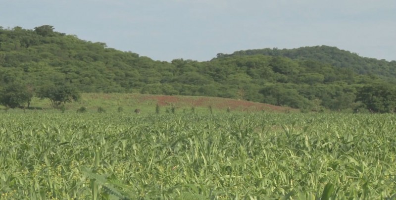 Urgen apoyos a productores de temporal
