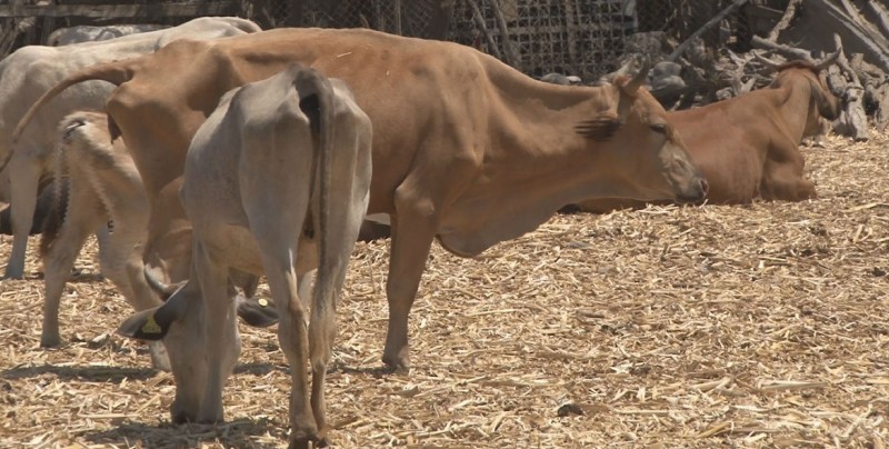 Sequía y falta de alimentos afectan al ganado
