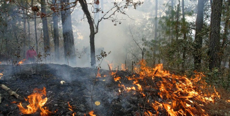 Incendios han consumido 4.331 hectáreas de bosques en Guatemala