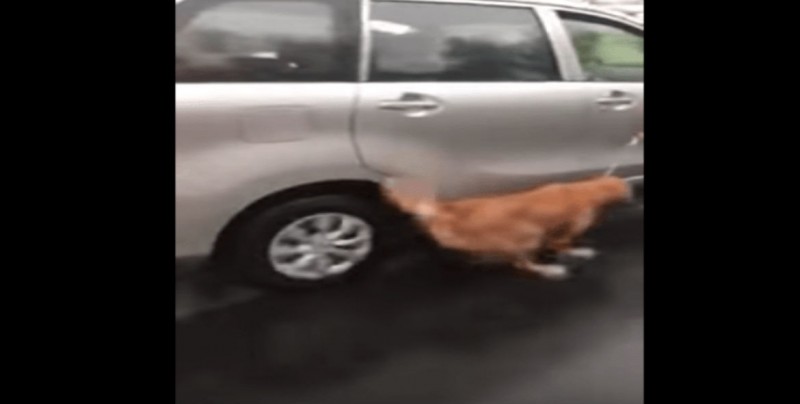 #VIDEO Arrastran a perro bajo la lluvia