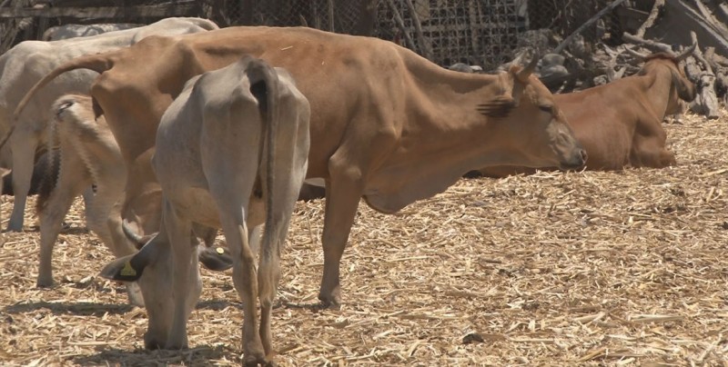 La sequía provoca muerte de ganado