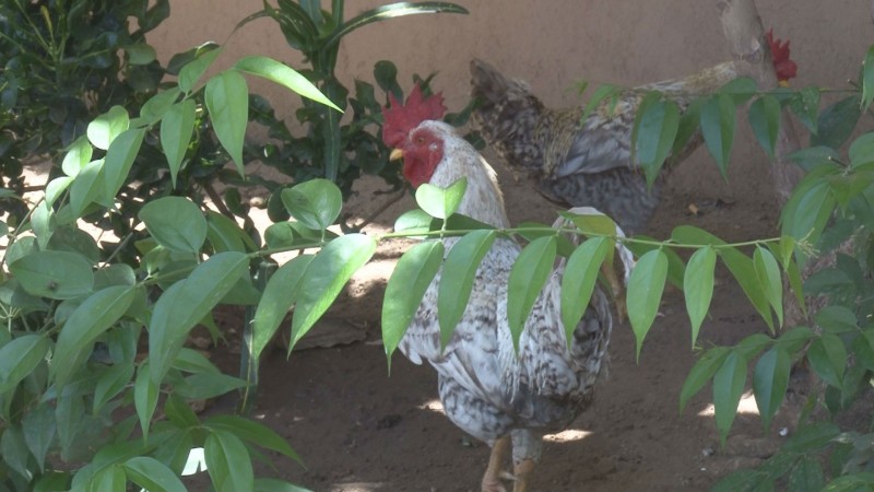 Gallos, gallinas y pollitos habitan en el Congreso del Estado