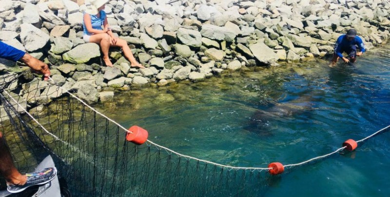 Rescatan a lobo marino que deambulaba en Cabo San Lucas