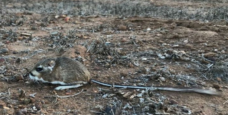 Redescubren rata canguro en zonas protegidas de BC