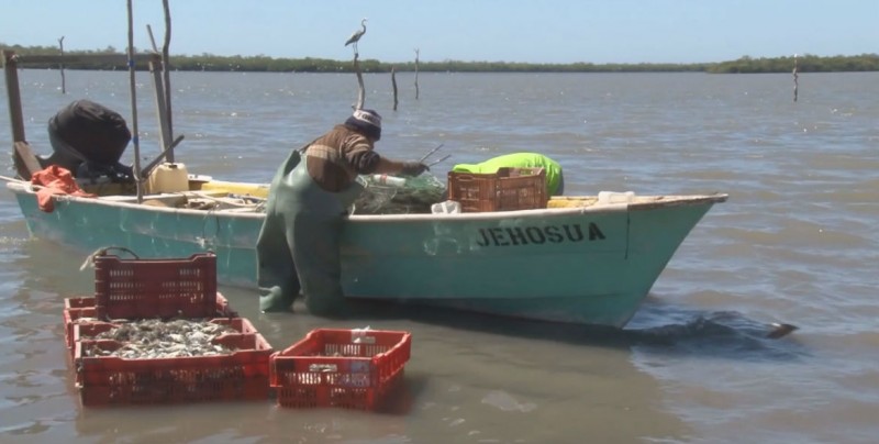 Otorgan apoyos a ostricultores afectados por marea roja