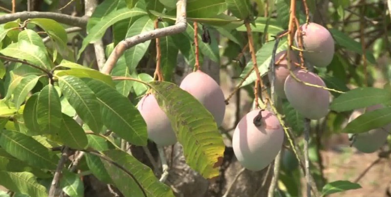 Se buscará exportar mango y sorgo a China