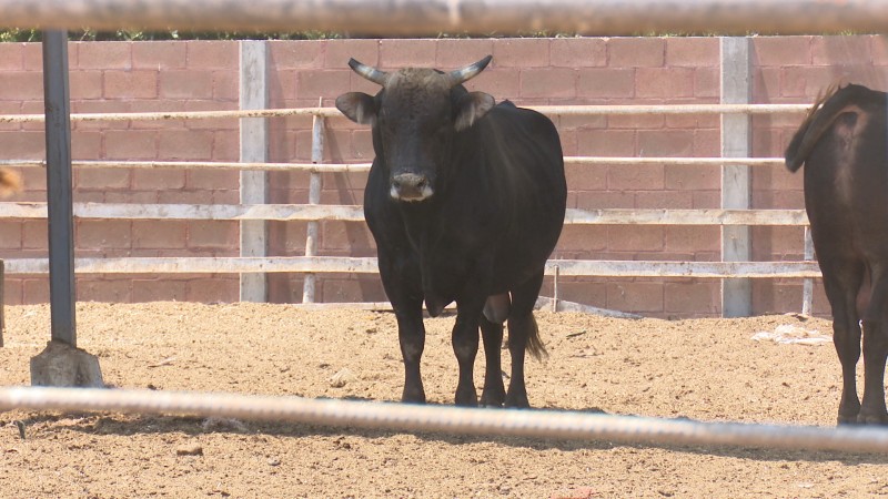 Cabezas de ganado mueren por enfermedad de garrapatas