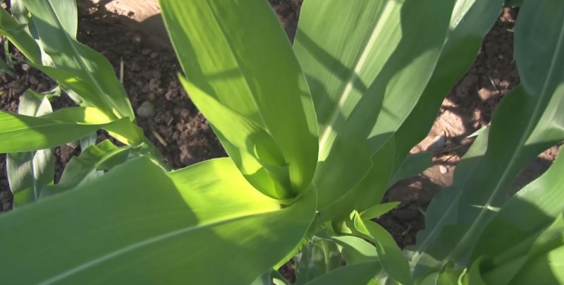 Siembra directa de maíz permite ahorros a productores