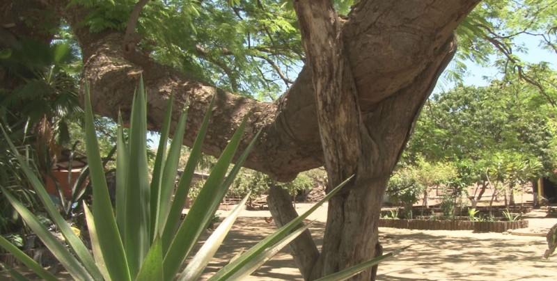 El Huanacaxtle es un árbol muy longevo