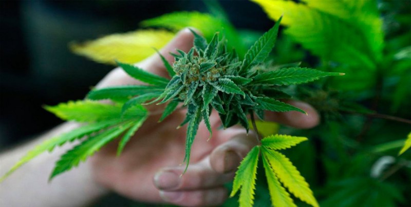 El consumo de marihuana en Canadá aumentará un 35 % con su legalización