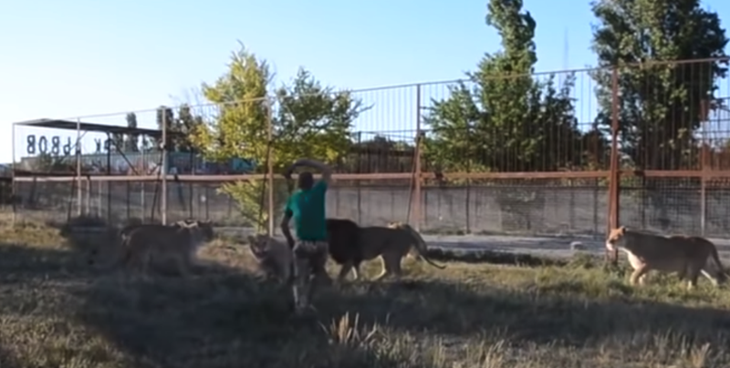 Cuidador de zoológico Ruso separa leones con una chancla