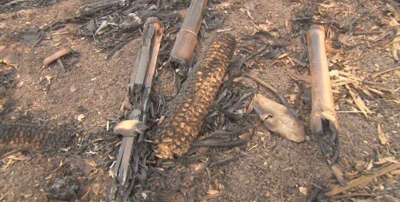 Persiste la quema de socas en los valles de Sinaloa