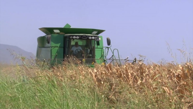 Productores sinaloenses se abren paso en nuevos mercados