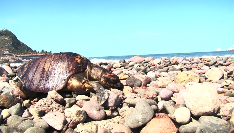 Aparecen muertas especies marinas